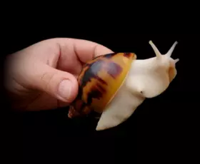 IMG_2020-6-11_17-51-26_490