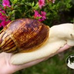 Archachatina marginata ovum albino body z hodowli MegaPets.eu