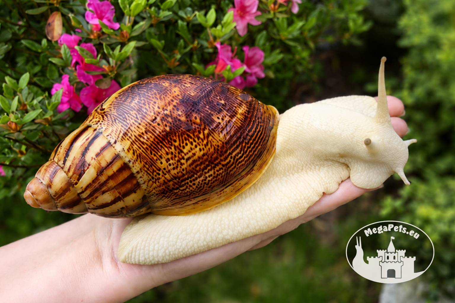 Archachatina marginata ovum albino body z hodowli MegaPets.eu