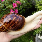 Dorosły ślimak Archachatina marginata ovum albino body z hodowli MegaPets.eu