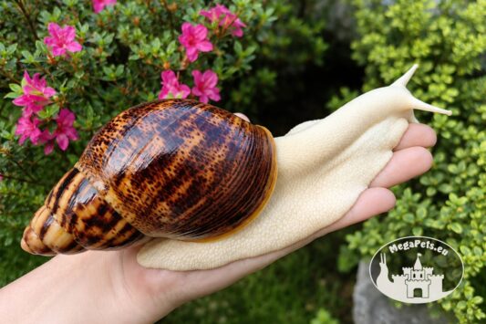 Dorosły ślimak Archachatina marginata ovum albino body z hodowli MegaPets.eu