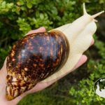 archachatina-marginata-ovum-albino-body-p16-megapets-e Archachatina marginata ovum albino body z hodowli MegaPets.eu