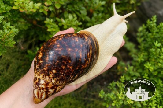Archachatina marginata ovum albino body z hodowli MegaPets.eu
