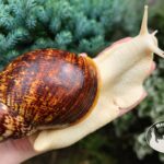 archachatina-marginata-ovum-pseudoleucistic-p16-megapets-eu Archachatina marginata ovum pseudoleucistic z hodowli MegaPets.eu