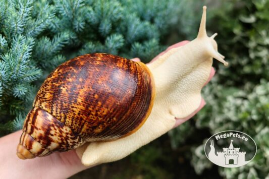 Archachatina marginata ovum pseudoleucistic z hodowli MegaPets.eu
