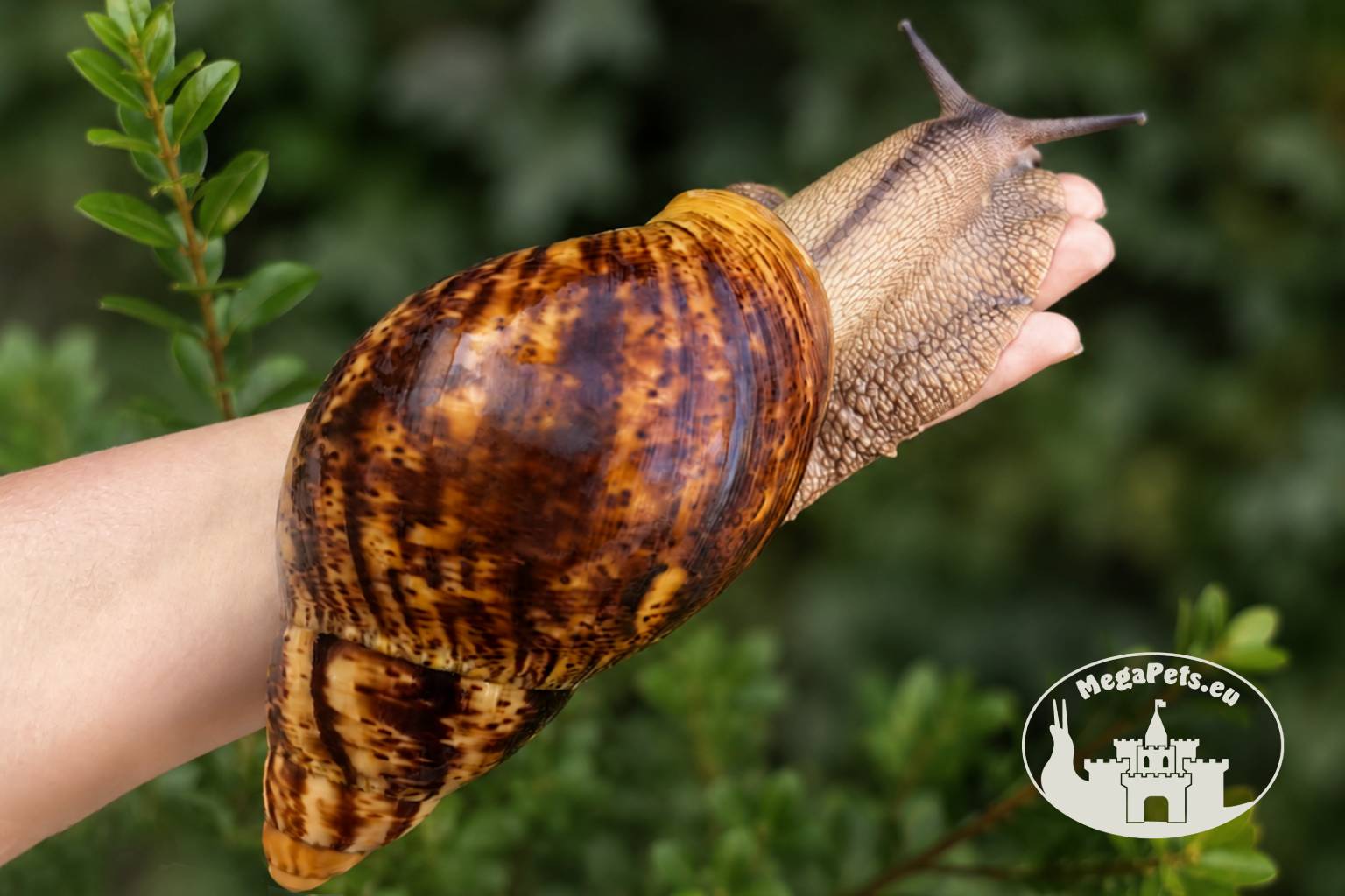 Archachatina marginata ovum XXL standard z hodowli MegaPets.eu