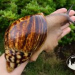 Archachatina marginata ovum XXL standard P15 Archachatina marginata ovum XXL standard z hodowli MegaPets.eu