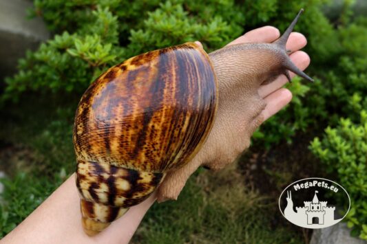 Archachatina marginata ovum XXL standard z hodowli MegaPets.eu