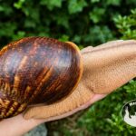 archachatina-marginata-ovum-xxl-standard-p17-2-megapets-eu Archachatina marginata ovum XXL standard z hodowli MegaPets.eu