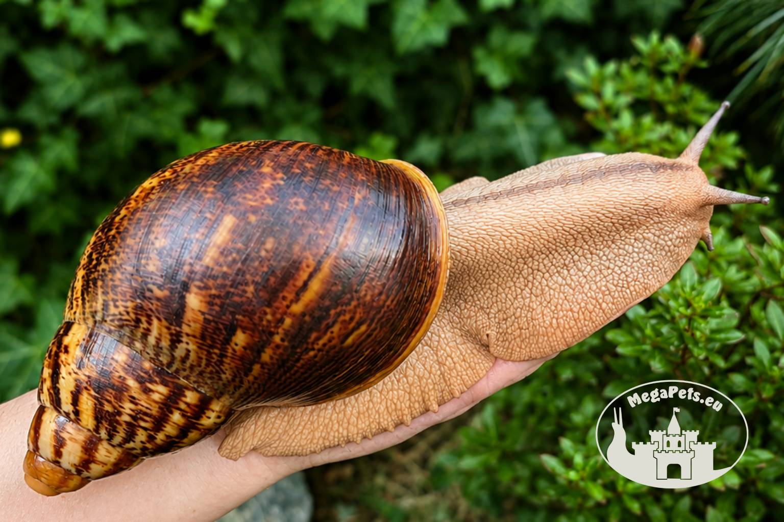 Archachatina marginata ovum XXL standard z hodowli MegaPets.eu