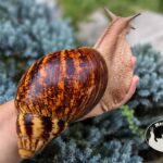 archachatina-marginata-ovum-xxl-standard-p17-megapets-eu Archachatina marginata ovum XXL standard z hodowli MegaPets.eu
