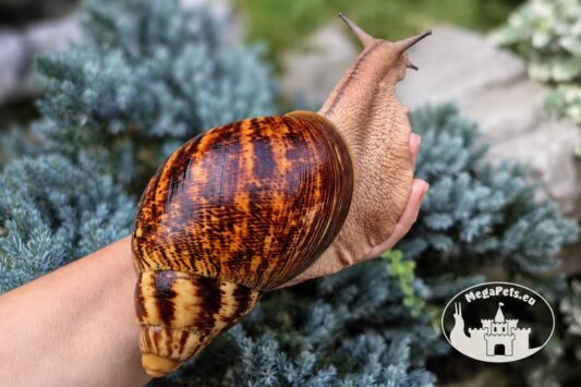 Archachatina marginata ovum XXL standard z hodowli MegaPets.eu