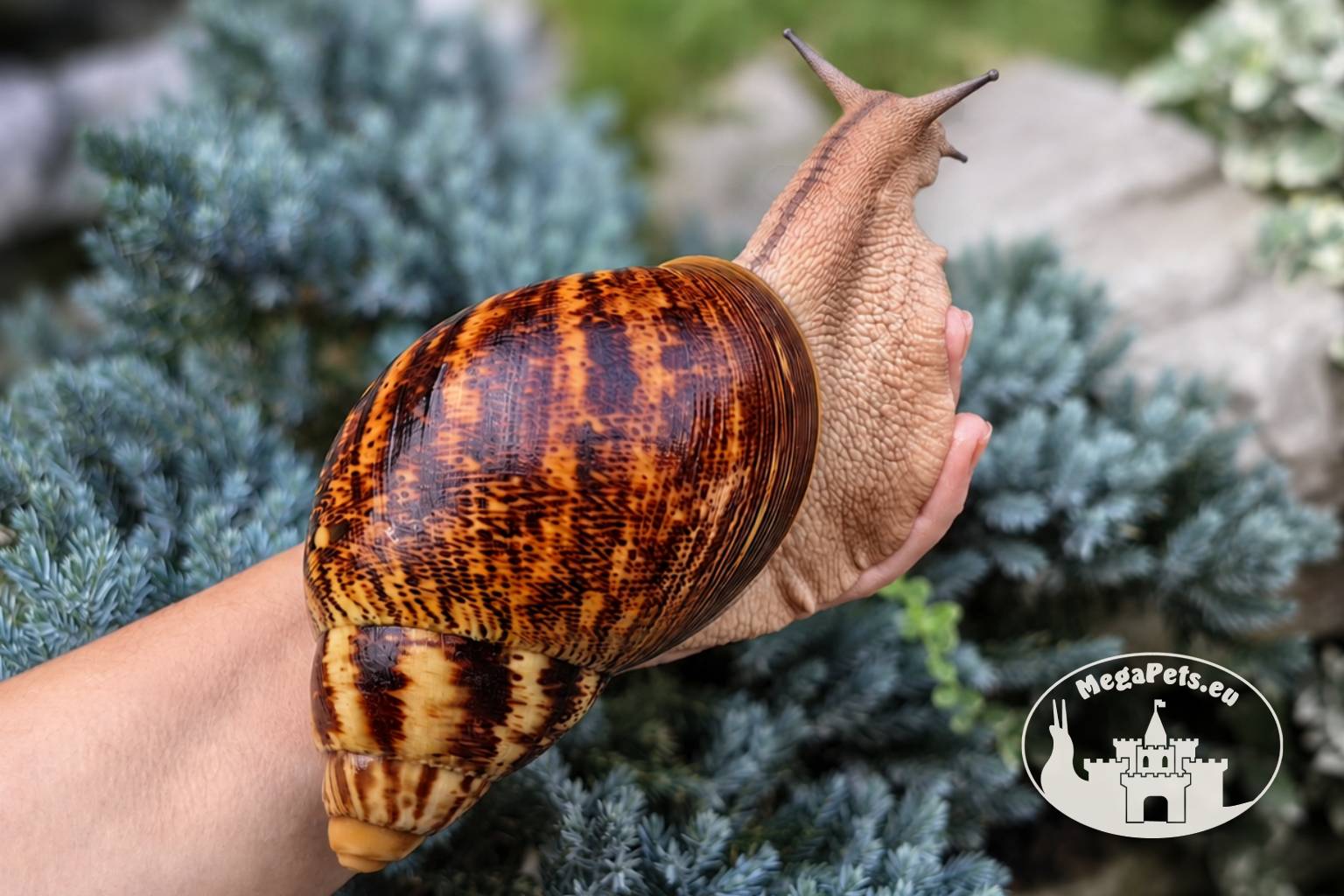 archachatina-marginata-ovum-xxl-standard-p17-megapets-eu Archachatina marginata ovum XXL standard z hodowli MegaPets.eu