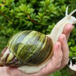 Archachatina rhodostoma albino body – olbrzymi ślimak egzotyczny z hodowli MegaPets.eu
