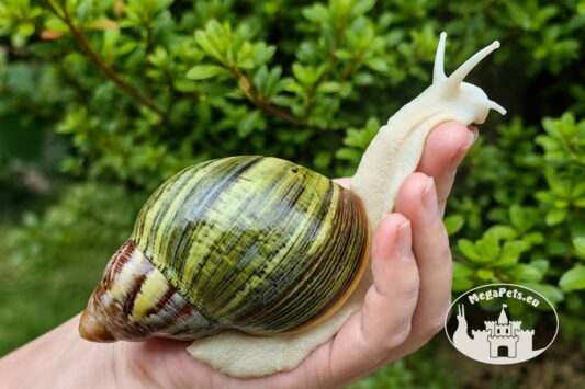 Archachatina rhodostoma albino body – olbrzymi ślimak egzotyczny z hodowli MegaPets.eu