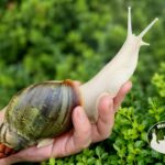 Archachatina rhodostoma albino body – afrykański ślimak egzotyczny z hodowli MegaPets.eu