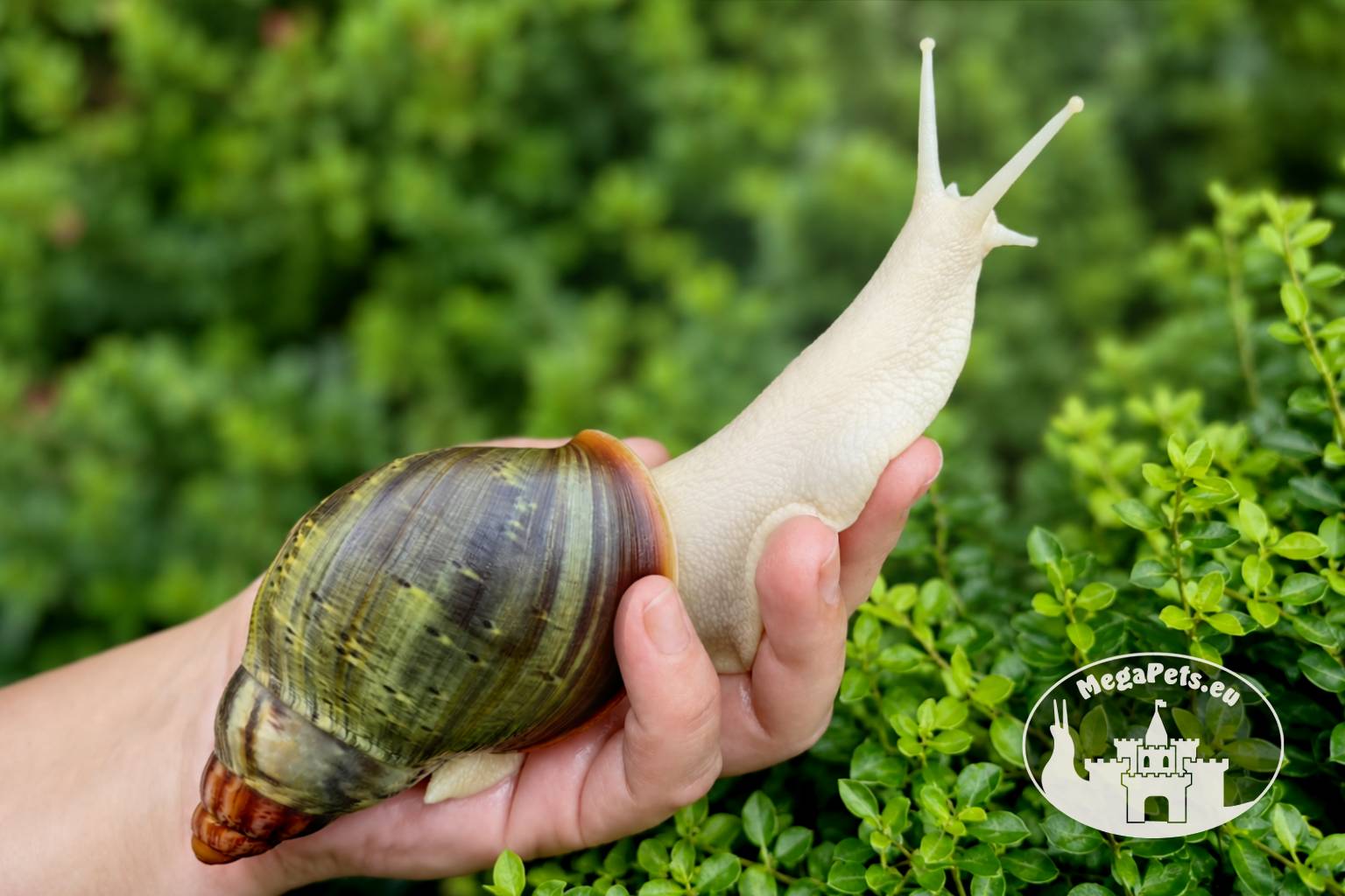 Archachatina rhodostoma albino body – afrykański ślimak egzotyczny z hodowli MegaPets.eu