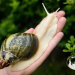 Archachatina rhodostoma albino body – afrykański ślimak egzotyczny z hodowli MegaPets.eu
