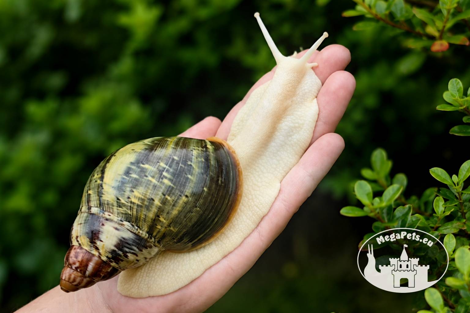 Archachatina rhodostoma albino body – afrykański ślimak egzotyczny z hodowli MegaPets.eu