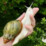 Archachatina rhodostoma albino body – afrykański ślimak egzotyczny z hodowli MegaPets.eu