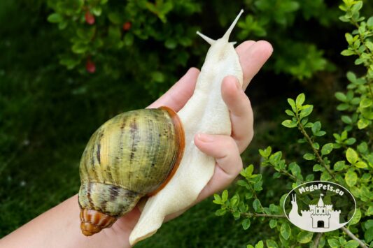Archachatina rhodostoma albino body – afrykański ślimak egzotyczny z hodowli MegaPets.eu