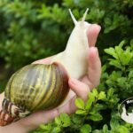 Archachatina rhodostoma albino body – młody ślimak egzotyczny z hodowli MegaPets.eu