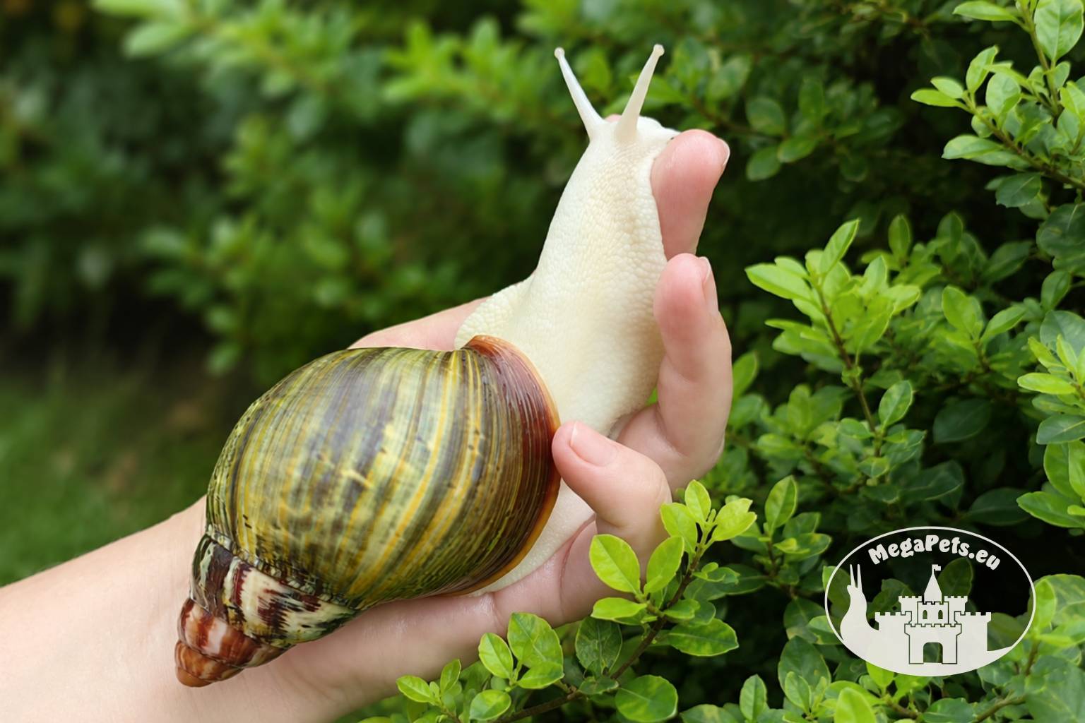 Archachatina rhodostoma albino body – młody ślimak egzotyczny z hodowli MegaPets.eu