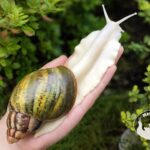 Archachatina rhodostoma albino body – dorosły ślimak egzotyczny z hodowli MegaPets.eu