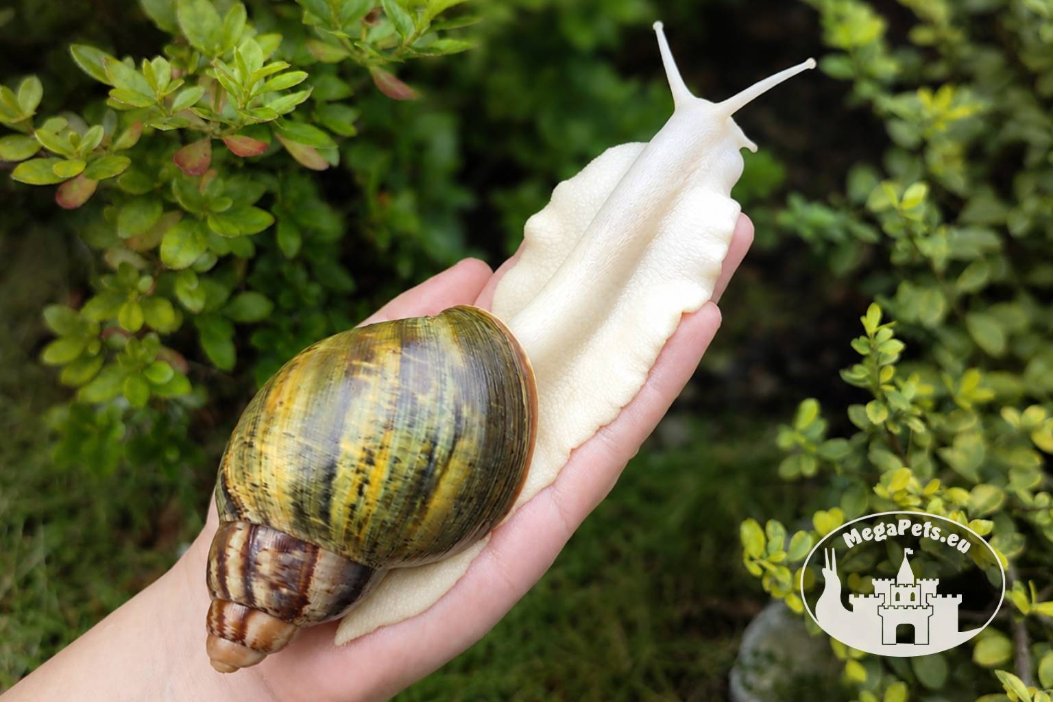 Archachatina rhodostoma albino body – dorosły ślimak egzotyczny z hodowli MegaPets.eu