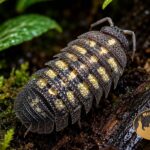 armadillidium-beieri-grey-spines-kulanki-isopody-ekipa-sprzatajaca-megapets-eu Armadillidium beieri Grey Spines – egzotyczne kulanki o ciemnym pancerzu z jasnymi plamkami do terrarium bioaktywnego
