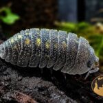armadillidium-beieri-grey-spines-kulanki-kolczaste-isopody-ekipa-sprzatajaca-megapets-eu Armadillidium beieri Grey Spines – kulanki kolczaste do terrarium, naturalna ekipa sprzątająca MegaPets.eu