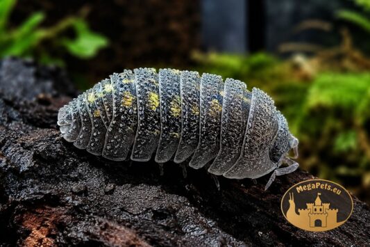 Armadillidium beieri Grey Spines – kulanki kolczaste do terrarium, naturalna ekipa sprzątająca MegaPets.eu