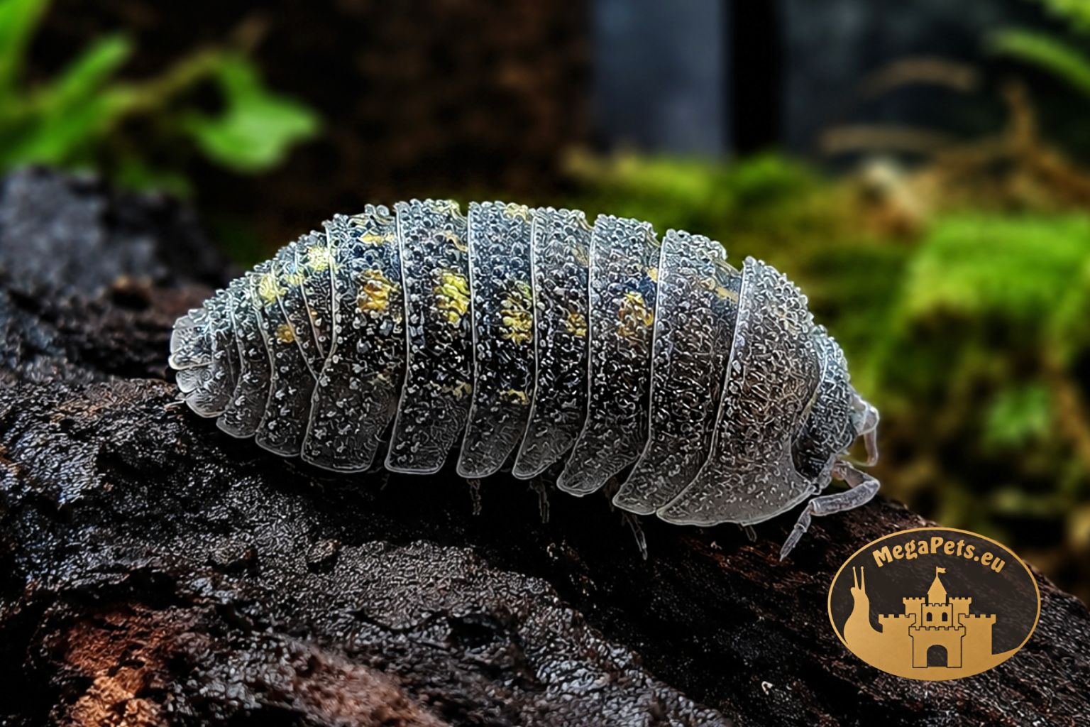 Armadillidium beieri Grey Spines – kulanki kolczaste do terrarium, naturalna ekipa sprzątająca MegaPets.eu