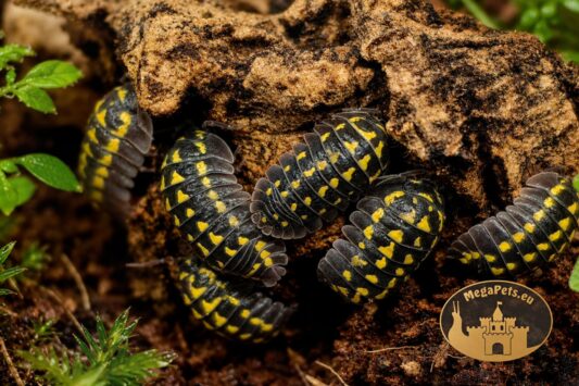 Kolonia Armadillidium gestroi Yellow – kulanki do terrarium bioaktywnego