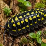 armadillidium-gestroi-yellow-kulanka-zolta-na-korze-megapets-eu Armadillidium gestroi Yellow – żółto-czarna kulanka na korze