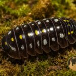 armadillidium-klugii-pudding-kulanki-ekipa-sprzatajaca-megapets-eu Armadillidium klugii Pudding – kulanki o czekoladowym ubarwieniu z żółtymi plamkami