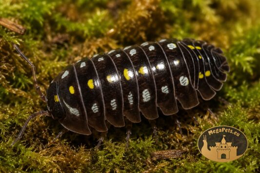 Armadillidium klugii Pudding – kulanki o czekoladowym ubarwieniu z żółtymi plamkami
