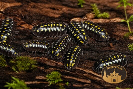 Kolonia Armadillidium klugii Pudding w terrarium bioaktywnym – kulanki ekipa sprzątająca