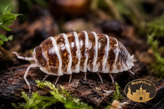Armadillidium maculatum Chocolate – czekoladowo-białe kulanki do terrarium bioaktywnego