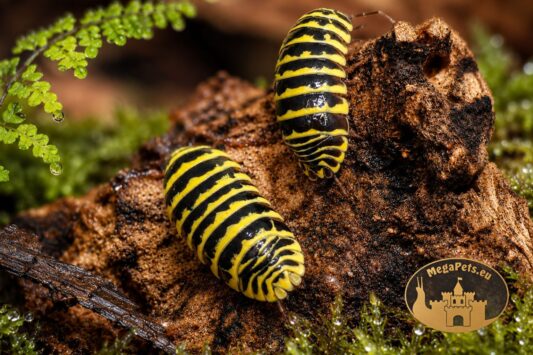 Armadillidium maculatum Yellow Zebra – egzotyczne kulanki o intensywnym żółto-czarnym ubarwieniu