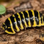 armadillidium-maculatum-yellow-zebra-kulanki-megapets-eu Armadillidium maculatum Yellow Zebra – żółto-czarne kulanki Zebra do terrarium bioaktywnego