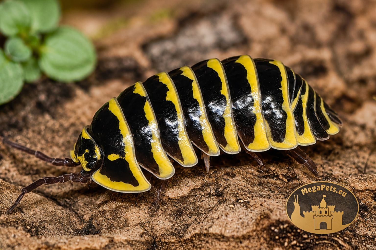 armadillidium-maculatum-yellow-zebra-kulanki-megapets-eu Armadillidium maculatum Yellow Zebra – żółto-czarne kulanki Zebra do terrarium bioaktywnego