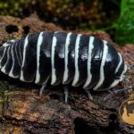 armadillidium-maculatum-zebra-kulanki-w-terrarium-megapets-eu Armadillidium maculatum Zebra – czarno-białe kulanki Zebra do terrarium bioaktywnego