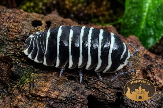 Armadillidium maculatum Zebra – czarno-białe kulanki Zebra do terrarium bioaktywnego