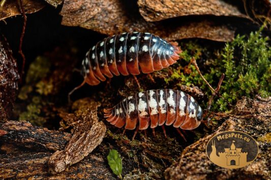 Armadillidium werneri para kulanek w terrarium bioaktywnym MegaPets.eu