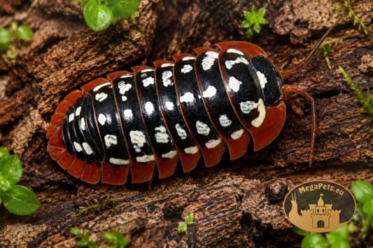 Armadillidium werneri makro kulanka z białymi plamkami MegaPets.eu