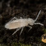 Skoczogonki Colembola do terrarium bioaktywnego – naturalna ekipa sprzątająca MegaPets.eu