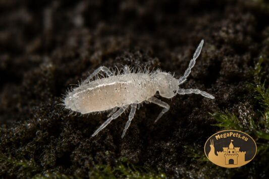 Skoczogonki Colembola do terrarium bioaktywnego – naturalna ekipa sprzątająca MegaPets.eu