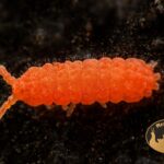 Skoczogonki czerwone Collembola – naturalna ekipa sprzątająca do terrarium bioaktywnego