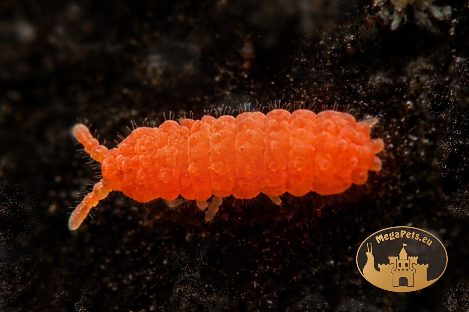 Skoczogonki czerwone Collembola – naturalna ekipa sprzątająca do terrarium bioaktywnego